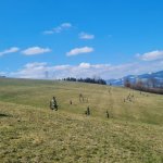2024-03-12_suchaktion miesenbach_012